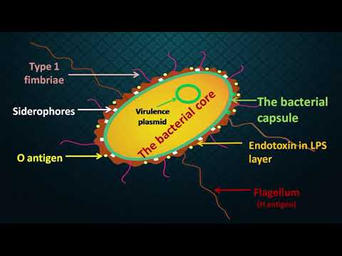 What Allows The Bacteria To Invade The Urinary Bladder