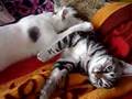 Porno for cats. Porno for cats.