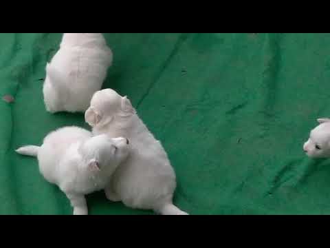 Show Quality POMERANIAN Puppies In LUDHIANA Ambala Delhi Moga Ferozpur Sirsa Pathankot Amritsar Una