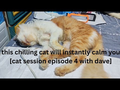 this chilling cat will instantly calm you cat session episode 4 with dave