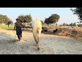 Beautiful Horse Power Horse Videos February 3 2025
