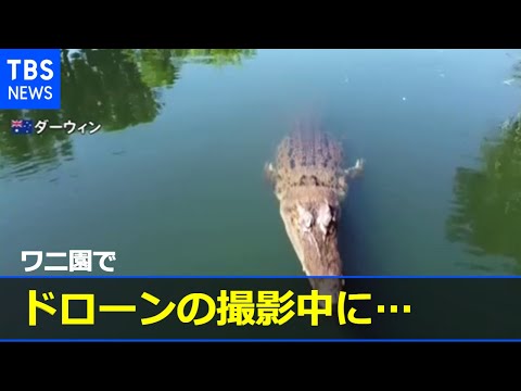 カバの祖先発見