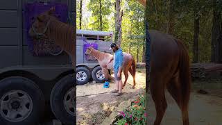 How to soak a hoof abscess #aqha #horse #therapy