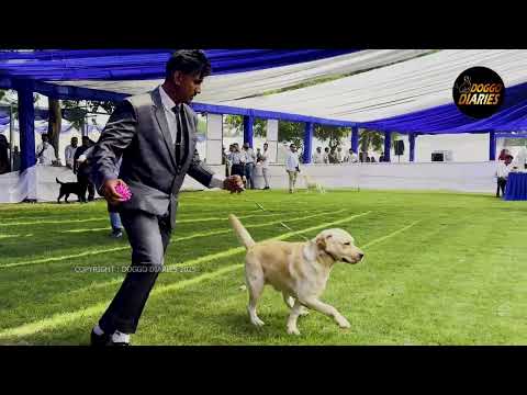 Labrador Retriever Championship Ring|Judge:Anjeli vaid | Alwar DogShow | 26 oct 2025 | Doggo Diaries