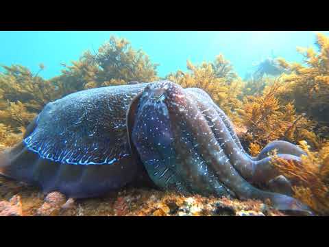 Giant Cuttlefish - Scuba Diving Whyalla 05062020