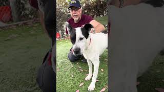 Video preview image #1 Australian Shepherd-Unknown Mix Puppy For Sale in Pasadena, CA, USA