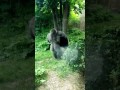 Gorilla Fight Omaha Zoo