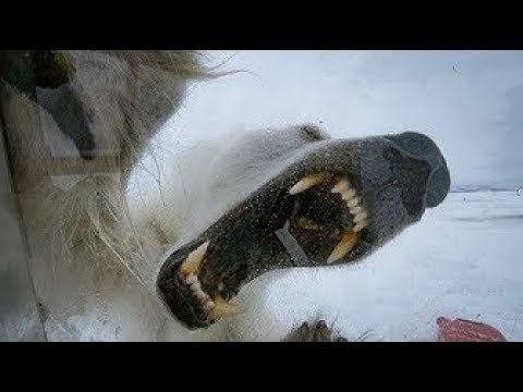 Wild Polar Bear Tries To Break In  - BBC Earth