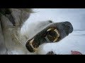 Wild Polar Bear Tries To Break In  - BBC Earth