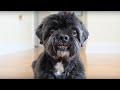 Chewy A Pet Song By Hawksley Workman