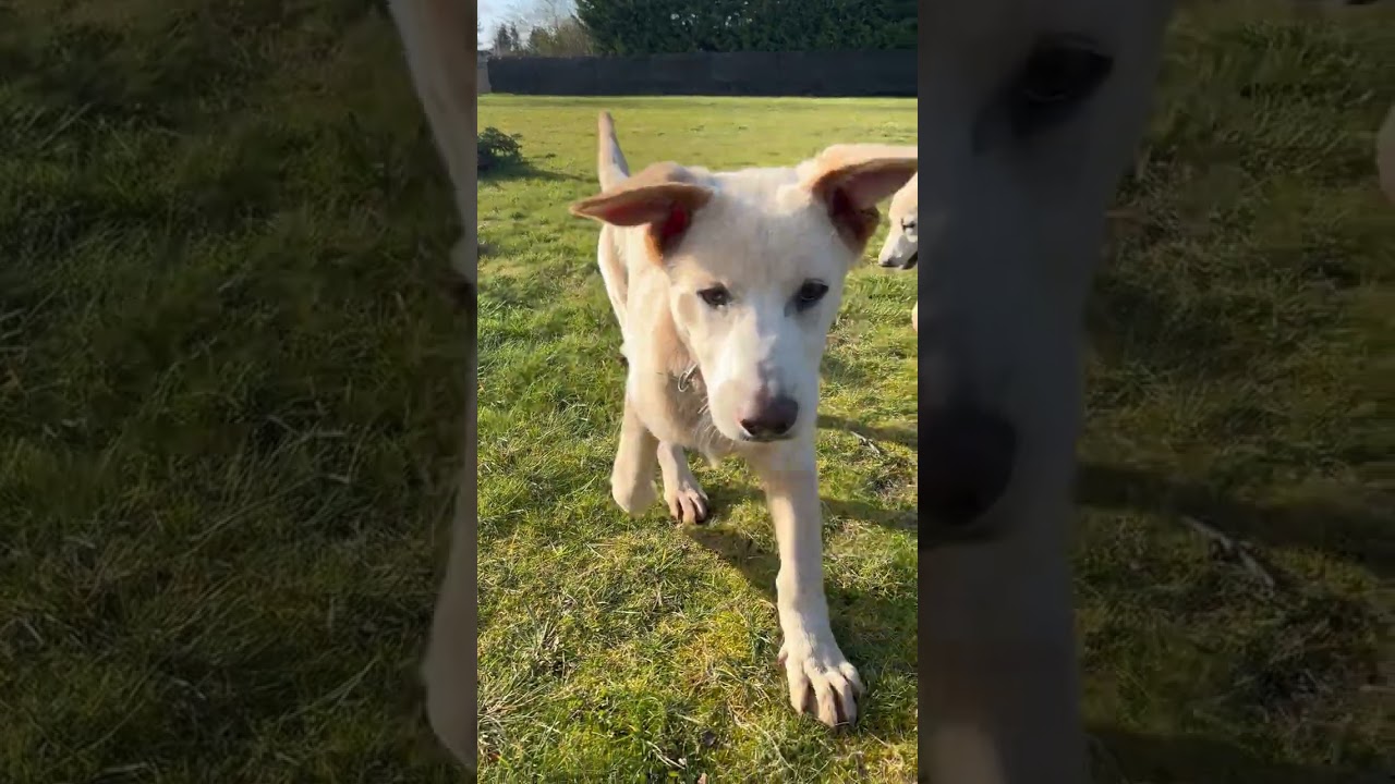 Enlarge KODIAK...Couch Potato, a ADOPTABLE mixed breed in Olympia, WA video 2/5