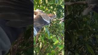 Download lagu Pikat Ranting Burung Tekukur #tekukur#shortsvideo #shortvideo#viral#vlog #burungderkuku @AjoPikat mp3