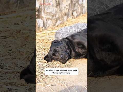 Chú chó làm việc tốt nhưng vẫn bị chửi mắng #shorts