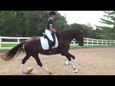 Bella Rubina WF by Belissimo M - Dressage/Jumper Prospect