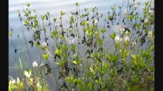 THE SHADOWS- Don´t Cry For Me Argentina