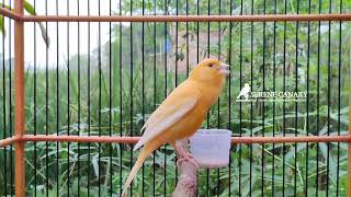 Download lagu Gacor Canary Durasi Panjang: Mastermaster Melodik Mewah untuk Calon Juara 🏆🥇 mp3