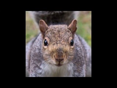 ShitBirds of Newerth, Hon Midwars Geomancer