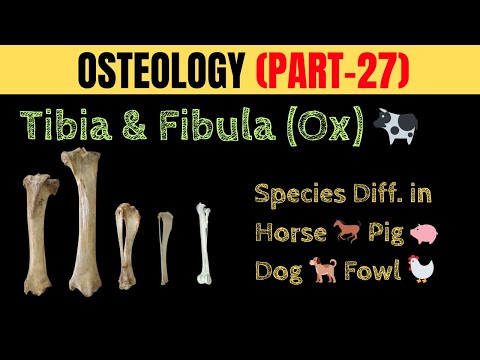 Tibia & Fibula of OX | Tibia & Fibula of HORSE , PIG , DOG, FOWL