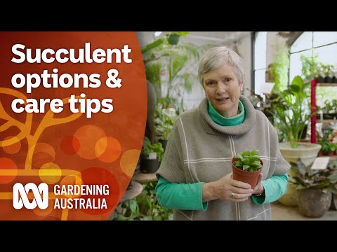 How to choose the best succulent for your space and care tips | Gardening 101 | Gardening Australia