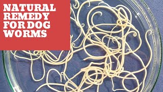 Natural Remedy For Dog Worms - 6 Different Remedies