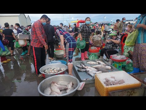 Morning Fish Market at Prek Phnov Bridge - Walking Tour Around Fish Market in Early Morning