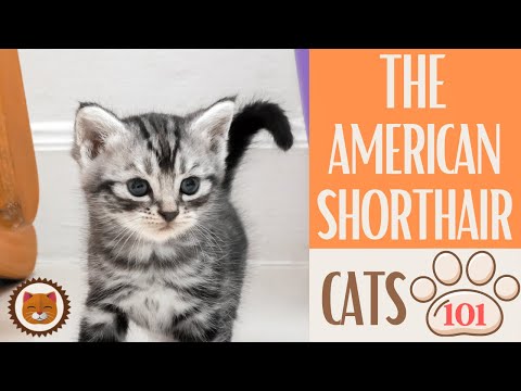 🐱 Cats 101 🐱 AMERICAN SHORTHAIR - Top Cat Facts about the AMERICAN SHORT