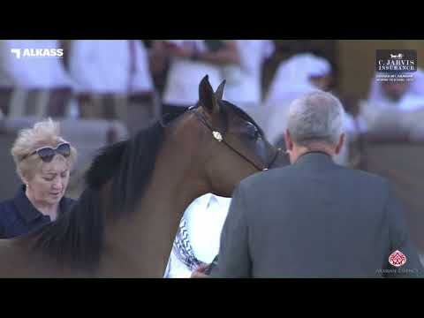 N 9 SALWA AL ZAEEM   Katara Int  Arabian Horse Festival 2023   Yearling Fillies Class 1A