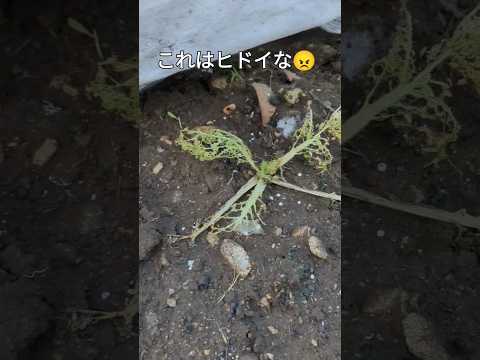 なぜ牛乳で植物に水をやるのですか？この古代の農業技術のすべての利点  庭園