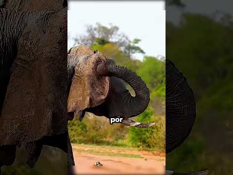 Las garrapatas gigantes en el cuerpo de los elefantes salvajes!