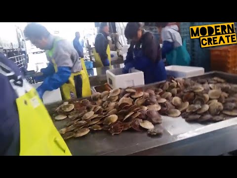 See How Fishermen Catch Hundreds Tons Scallops On The Sea   Amazing Catching Processing Scallops
