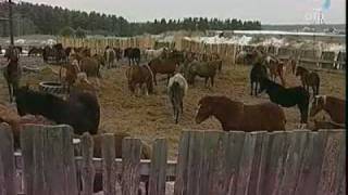 Возрождение традиций уральского коневодства