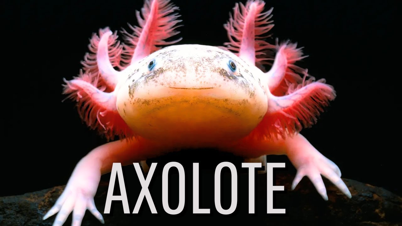 O ANFÍBIO QUE MANTÉM AS CARACTERÍSTICAS LARVAIS NA FASE ADULTA