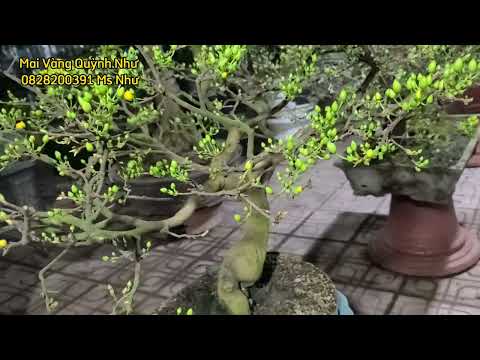 Mai Cúc Thọ Hương Lên Chân Xanh Sau 2 Lần Lặt Lá Mai. ( Lặt Ngày 11/12 và 16/12 âm lịch)