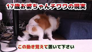 高齢犬との暮らしで気をつける事！家じゅうの隙間を埋めるべき理由がこれです！