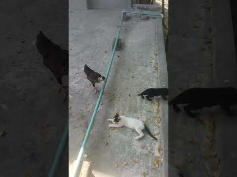 Chicks 17 Nov 2024,1:59