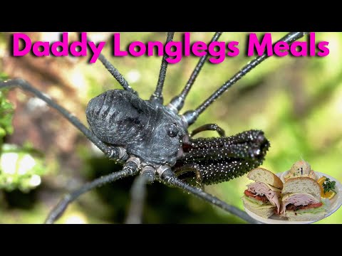 What Do Daddy Longlegs Eat?