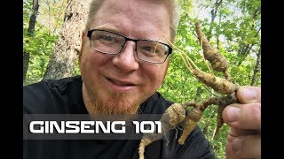 Ginseng 101 - Where to Find Ginseng - How to Harvest Ginseng