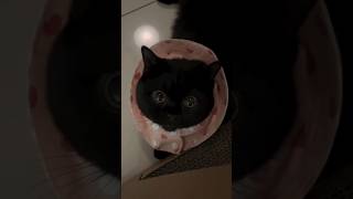 He Is Ready For Another Nap 😂