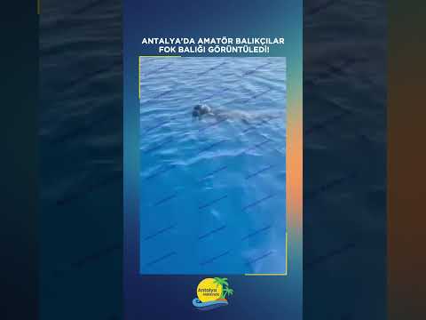Antalya'da amatör balıkçılar fok balığı görüntüledi!