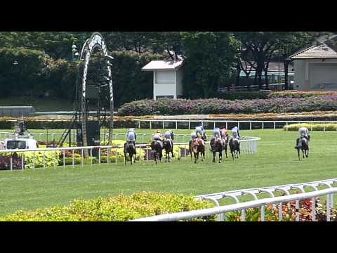 Race (9) - Longines Singapore Gold Cup, Turf Club, 2011