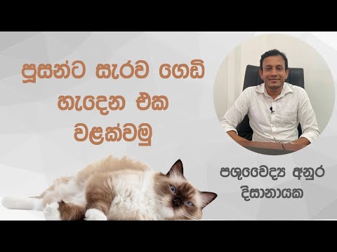 පූසන්ට සැරව ගෙඩි හැදෙන එක වළක්වමු.  Preventing cat abscesses. Dr Anura Dissanayaka #cat #dog