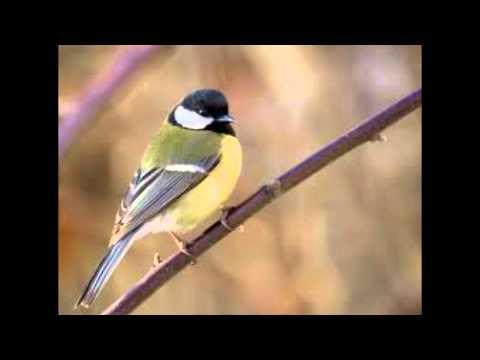 Miruna Pinzaru - Ceata lui Pitigoi