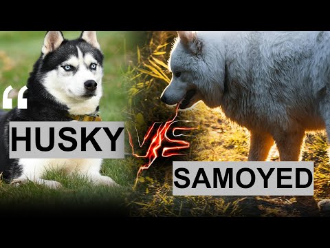Samoyed Or Husky The Key Differences Explained