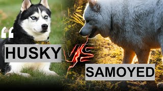Samoyed or Husky The Key Differences Explained!