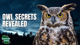 5 Things You Didn't Know About Owls!