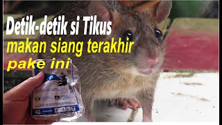 Download lagu DETIK-DETIK SI TIKUS MAKAN SIANG TERAKHIR, BASMI TIKUS DENGAN CARA INI mp3 Download lagu DETIK-DETIK SI TIKUS MAKAN SIANG TERAKHIR, BASMI TIKUS DENGAN CARA INI mp3