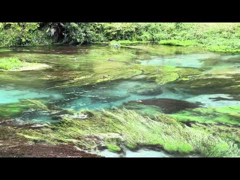 #bluespring Putāruru