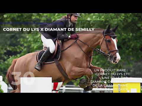 30 CORNET DU LYS x DIAMANT DE SEMILLY