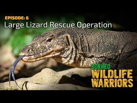 Large Lizard Rescue Operation | Borneo Wildlife Warriors  | S01E06 | [UHD/4K] | SZtv