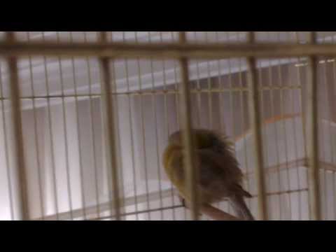 Canary sings while sleeping